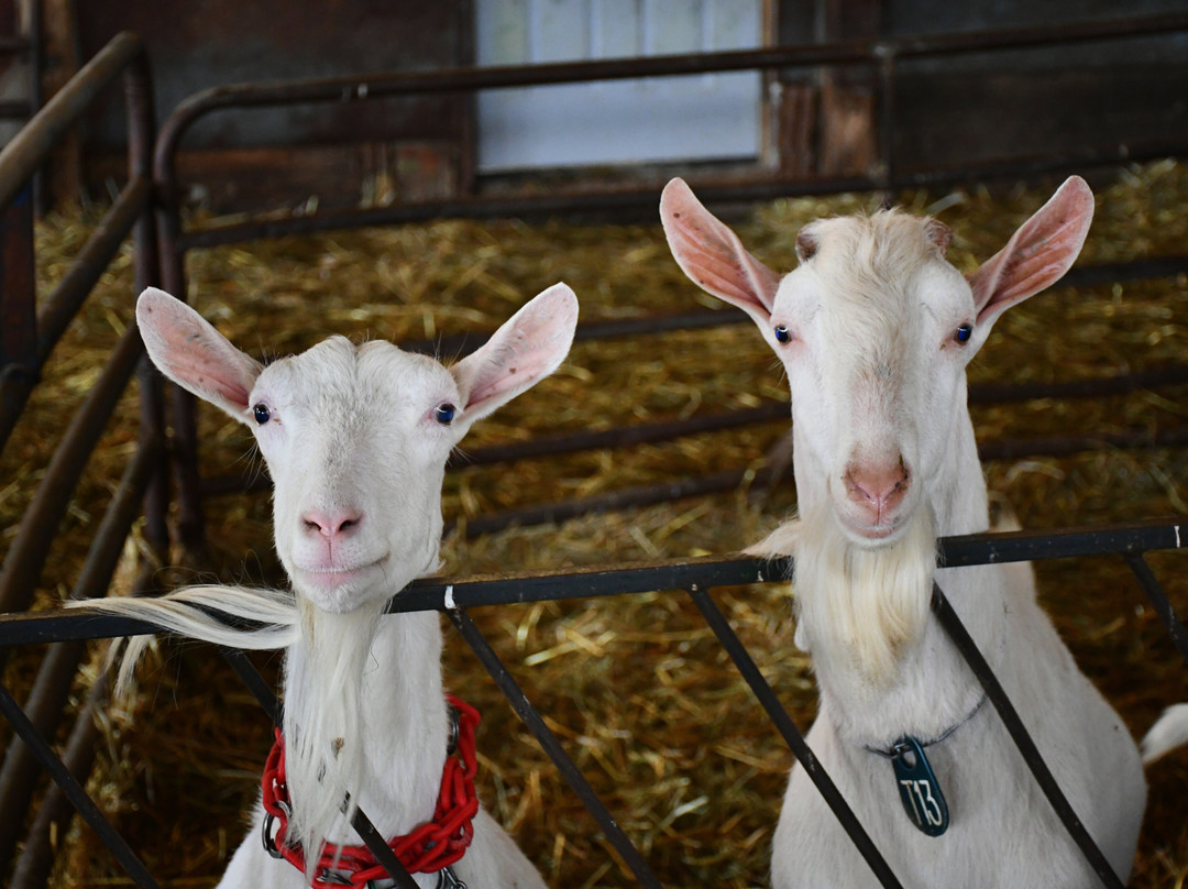 Poplar Goat Farm Tours-Scandia必去景点