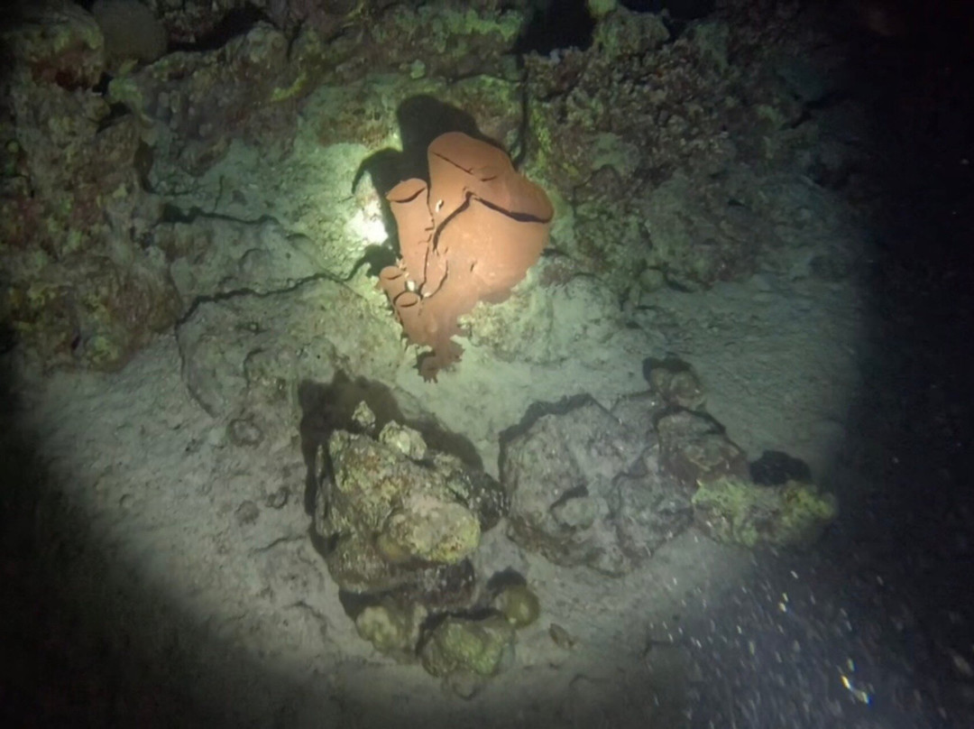 ORCA Dive Club Wadi Lahmy-马萨阿拉姆必去景点