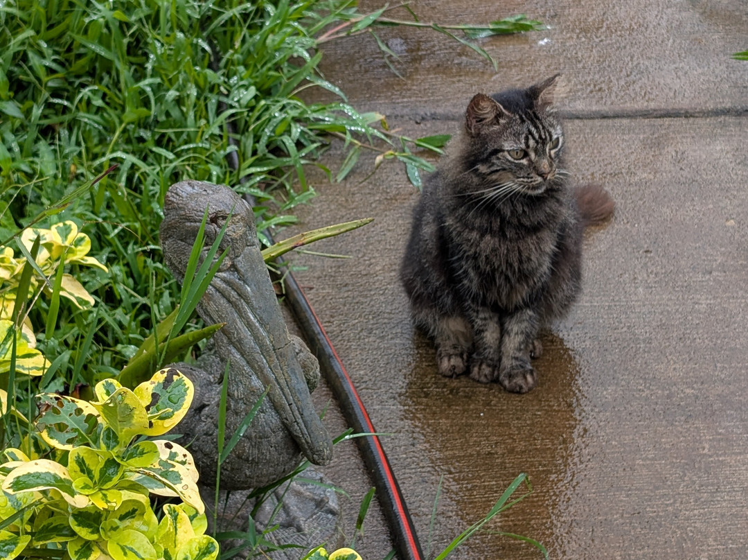 Surf Cat Ranch - Maui Cat Sanctuary-海库必去景点