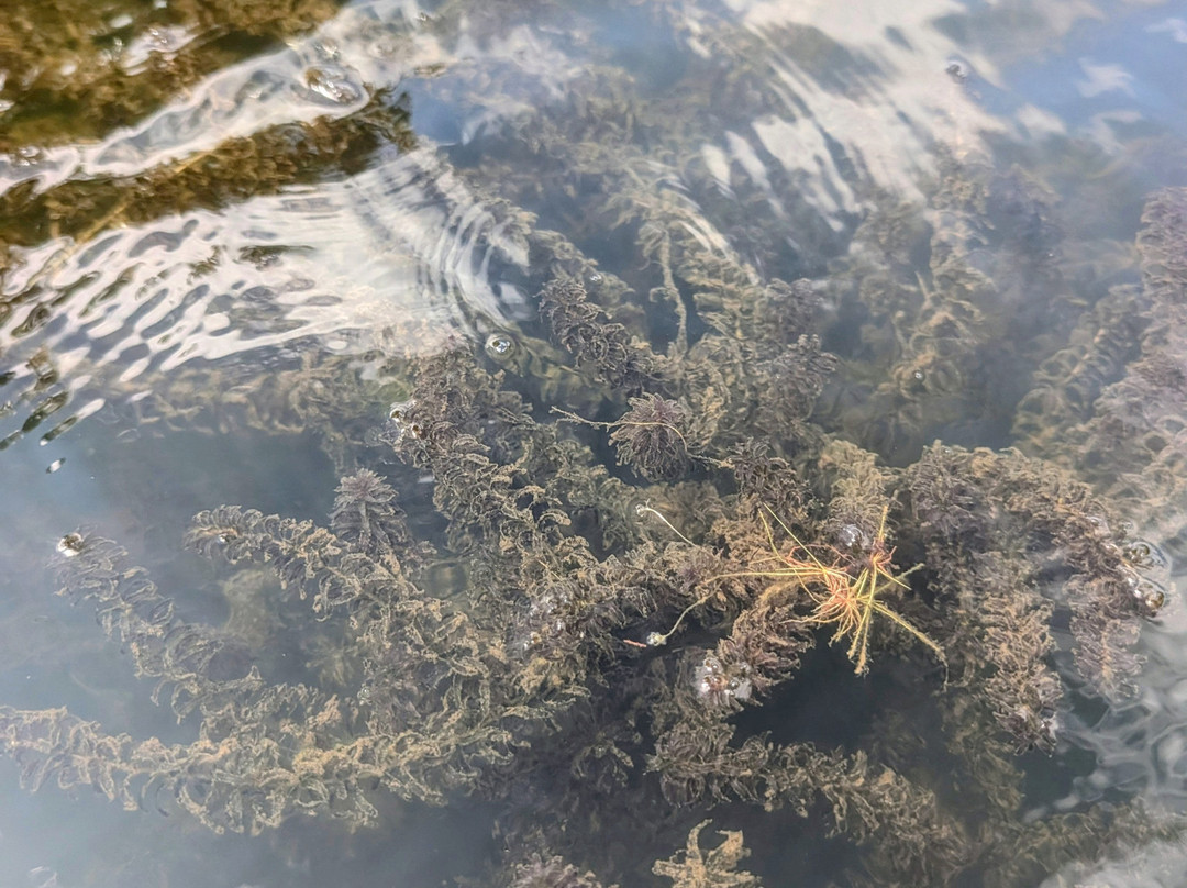 Lake Anna State Park-Spotsylvania必去景点