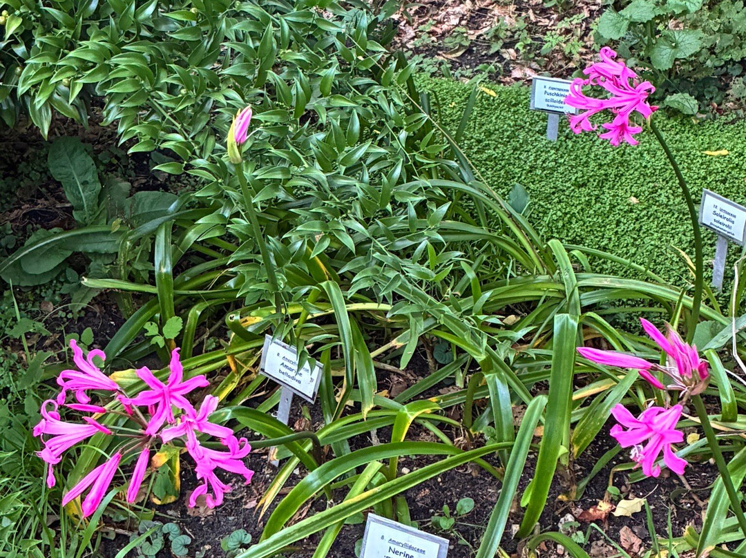 Botanische Tuin Dr. Costerus-Hilversum必去景点