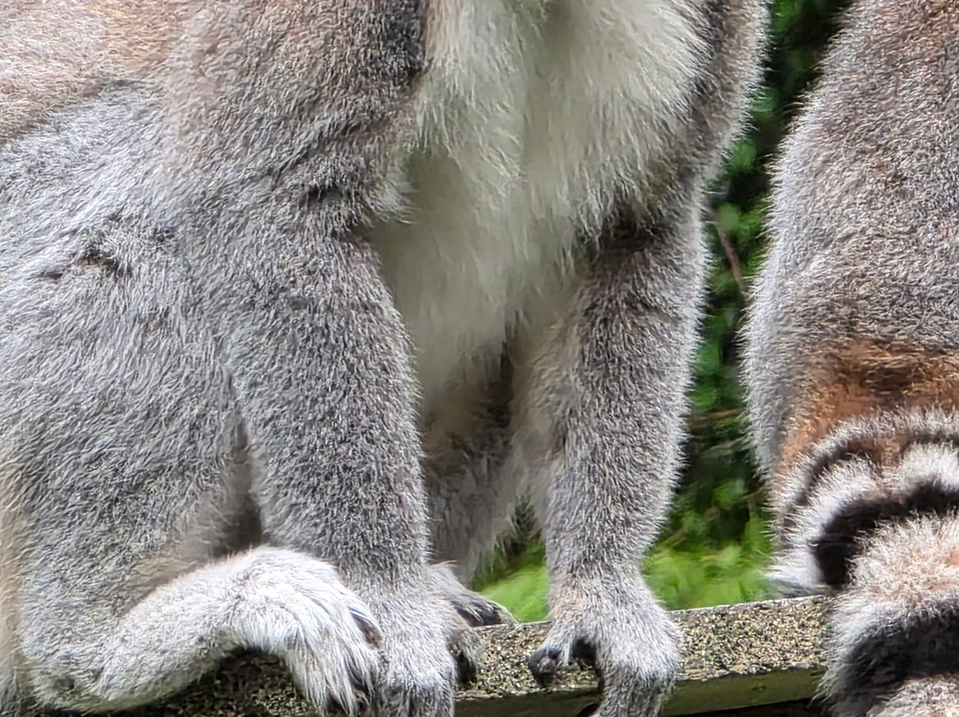 Combe Martin Wildlife And Dinosaur Park-伊尔弗勒科姆必去景点