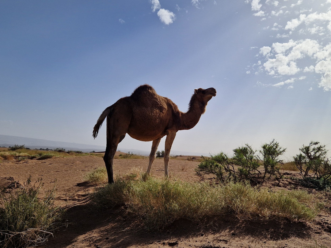 Via Morocco Tours-卡萨布兰卡必去景点