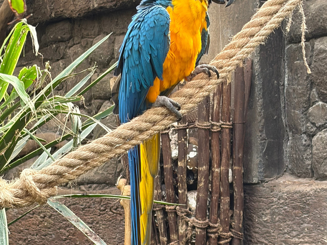 Cango Wildlife Ranch-奥兹洪必去景点