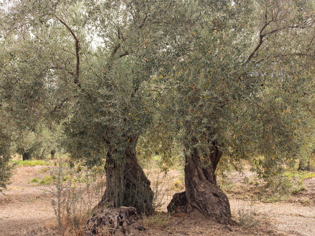 socrates olive oil tasting-Itea必去景点