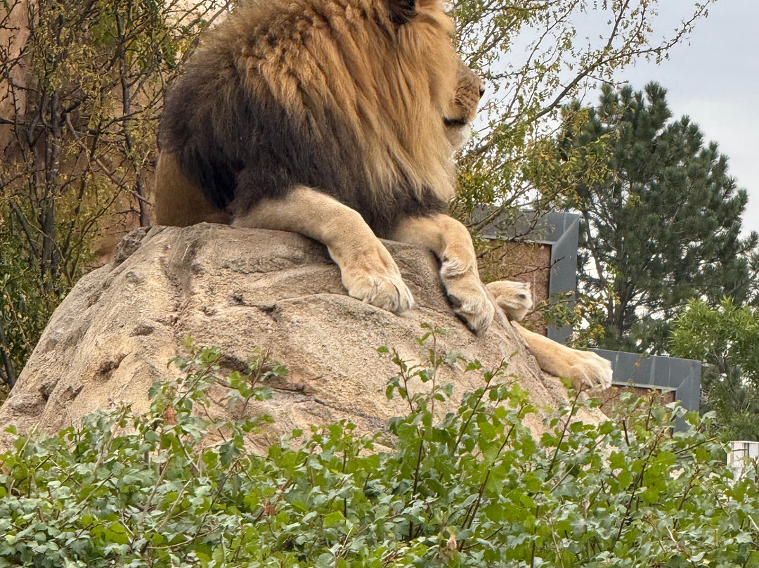 Denver Zoo-丹佛必去景点