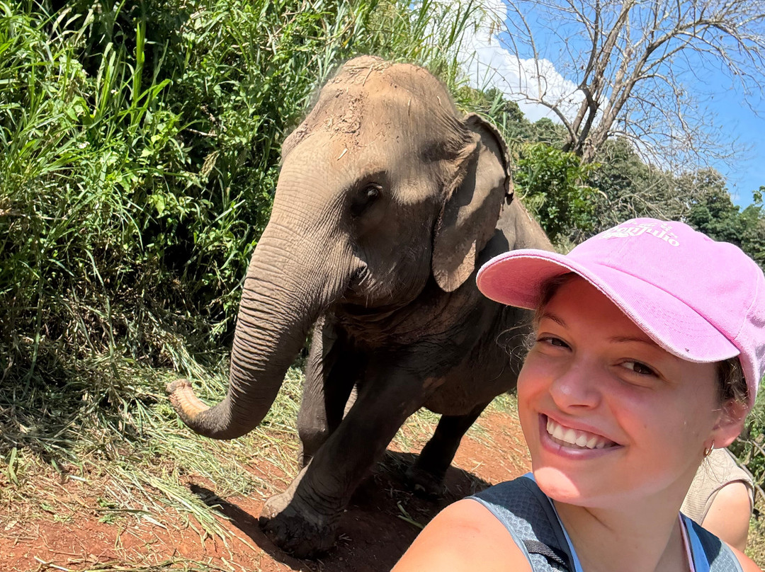 Elephant Sanctuary Care Park-清迈必去景点