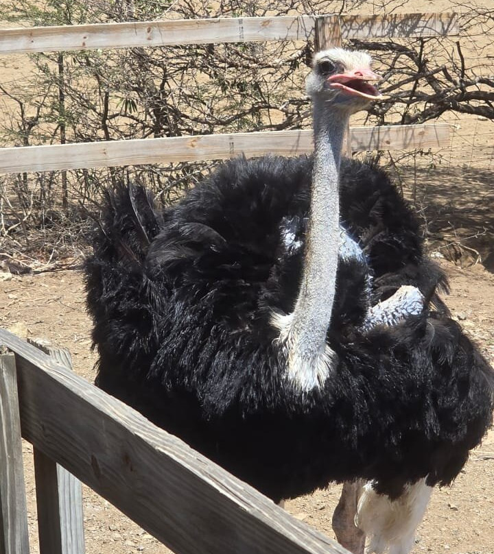 Curacao Ostrich Farm-库拉索必去景点