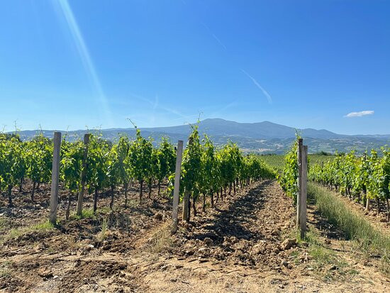 Mastrojanni Winery景点图片