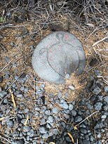 Waikoloa Petroglyph Preserve景点图片