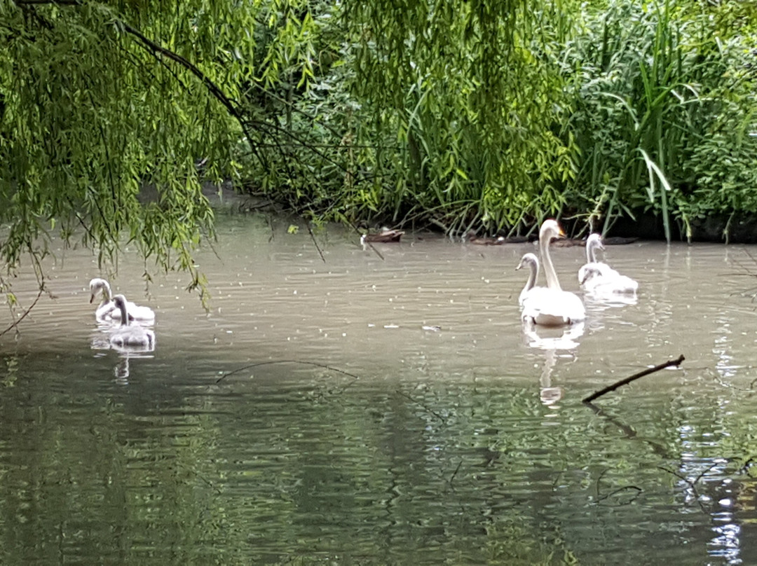 Les Oiseaux Du Marais景点图片