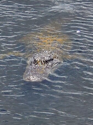 Adventure Paddle Tours-那不勒斯必去景点