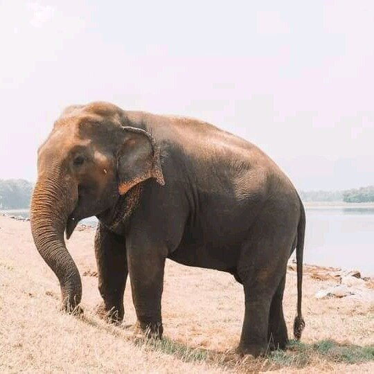 Udawalawe safari vishal-乌达瓦拉瓦必去景点