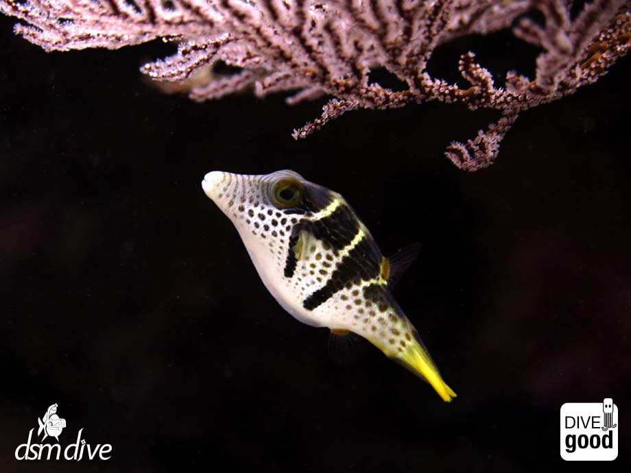 DSM Dive - Lombok-Senggigi必去景点