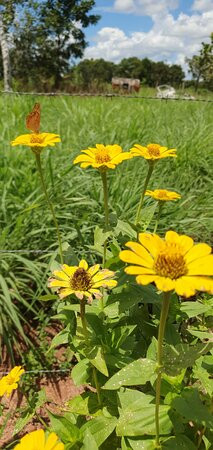 Pousada Capim Dourado Ponte Alta主图