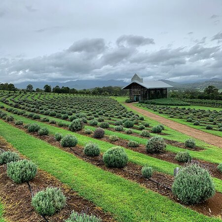 Kooroomba Vineyards and Lavender Farm景点图片
