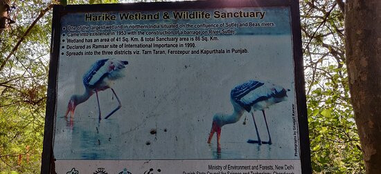 Harike Wetland and Bird Sanctuary-阿姆利则必去景点