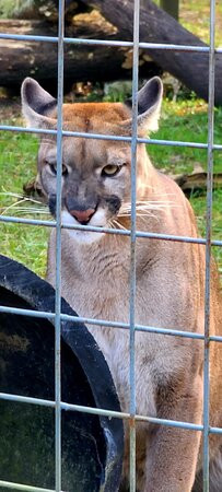 Carson Springs Wildlife Conservation Foundation景点图片