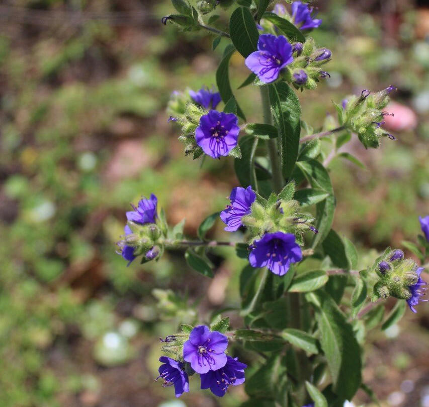 Aldeia Hippie-Arembepe必去景点