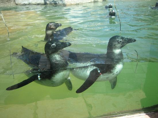 Southern African Foundation for the Conservation of Coastal Birds景点图片