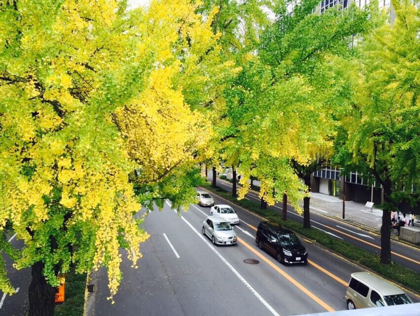 Sakura Avenue Lined with Ginkgo Tree