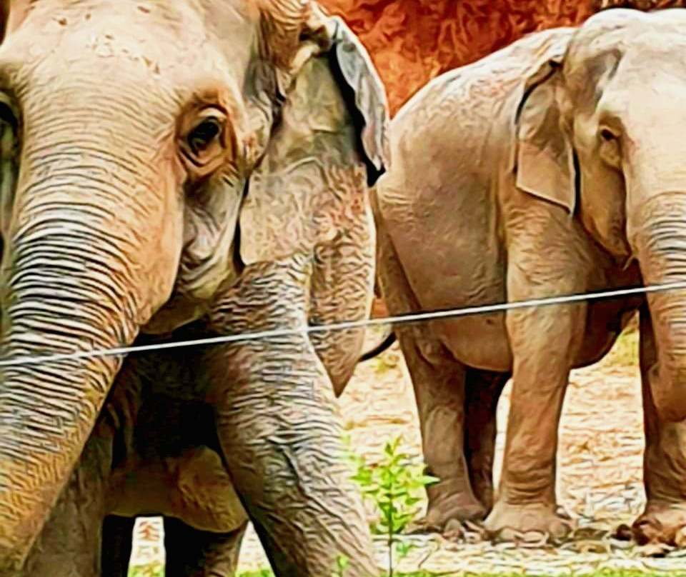 Zooparque-Itatiba必去景点