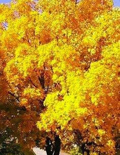 Claremont旅游景点-Mineral Springs Park