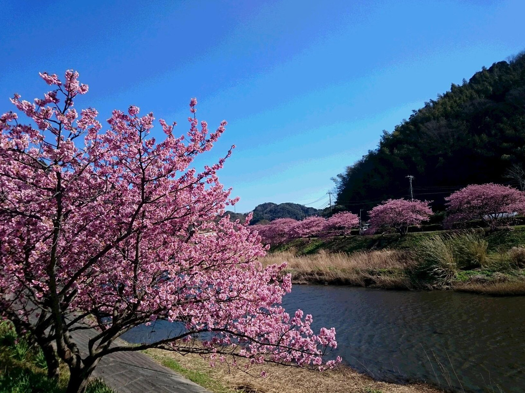 Aono River Cherry Blossoms景点图片