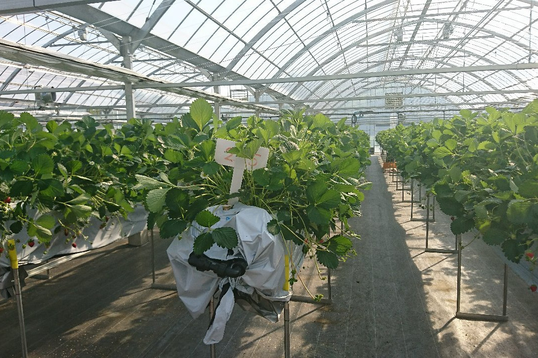 Harada Strawberry Farm