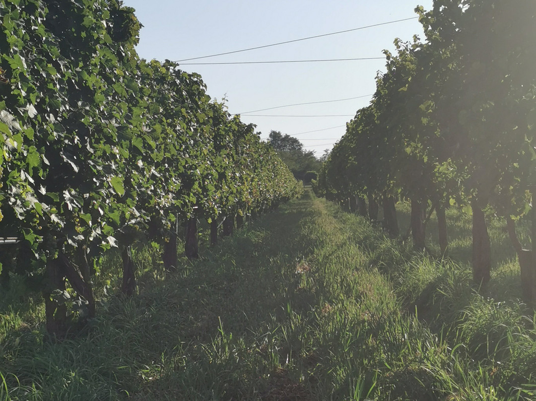 Vinarija Dragić景点图片