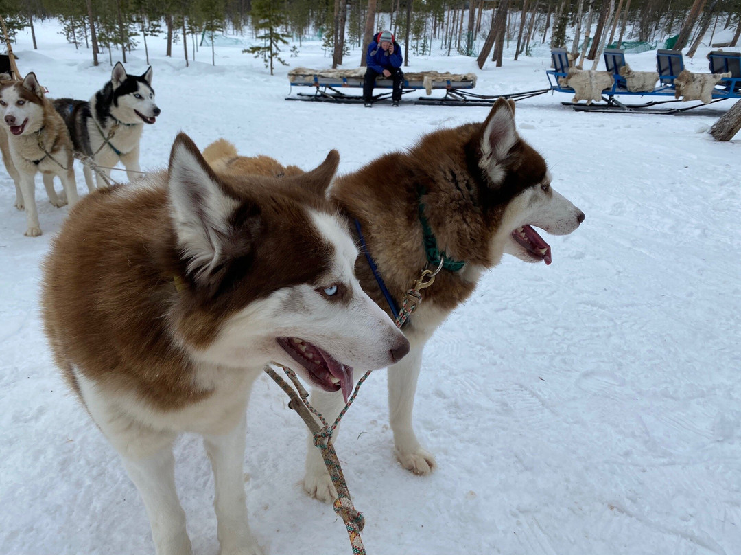 Husky-park "Lovozero"景点图片