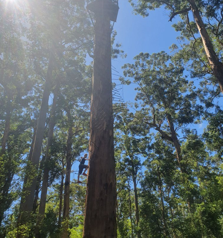 Gloucester Tree-彭伯顿必去景点