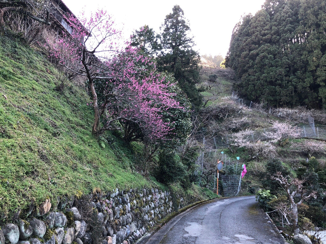 Ano Plum Grove-五条市必去景点