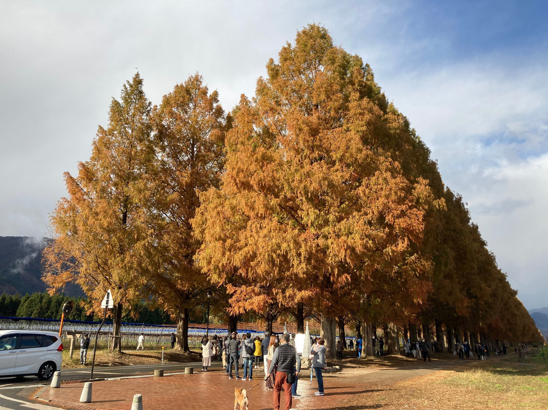 Metasequoia Namiki-高岛市必去景点