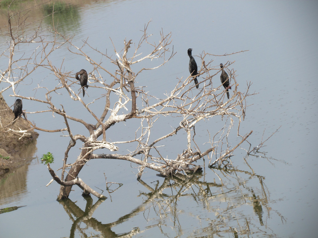 Kolleru Bird Sanctuary景点图片