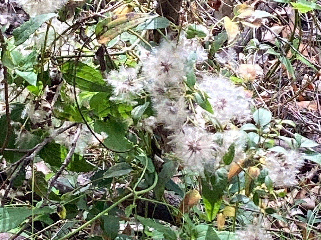 Dave Evans Bicentennial Tree-彭伯顿必去景点