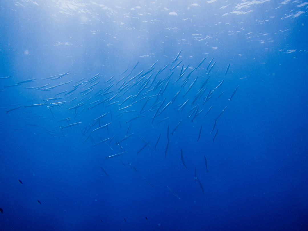 ScubAndros-Gavrion必去景点