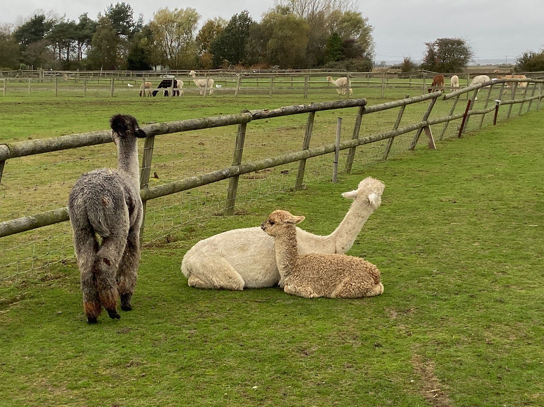 Alpaca Annie景点图片
