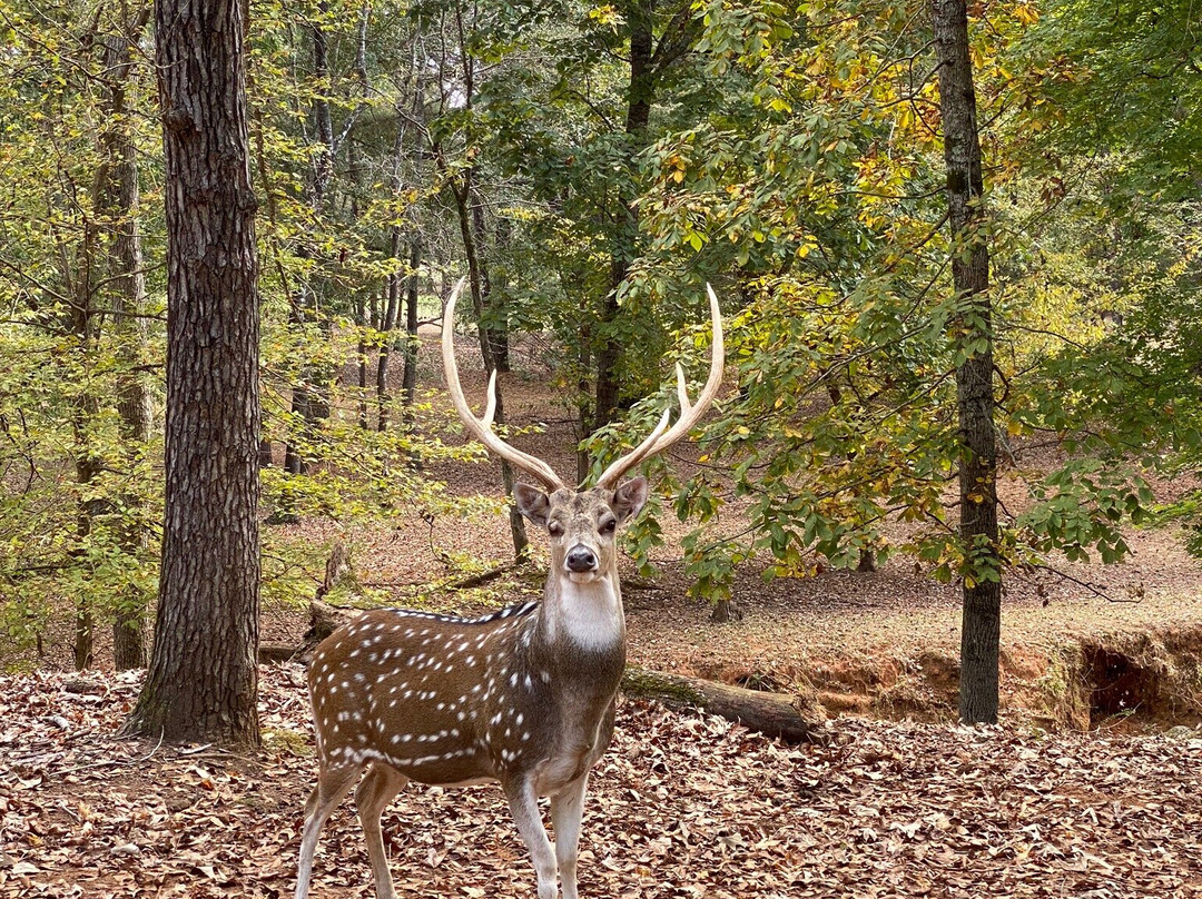 Cherokee Trace Drive-Thru Safari-Jacksonville必去景点