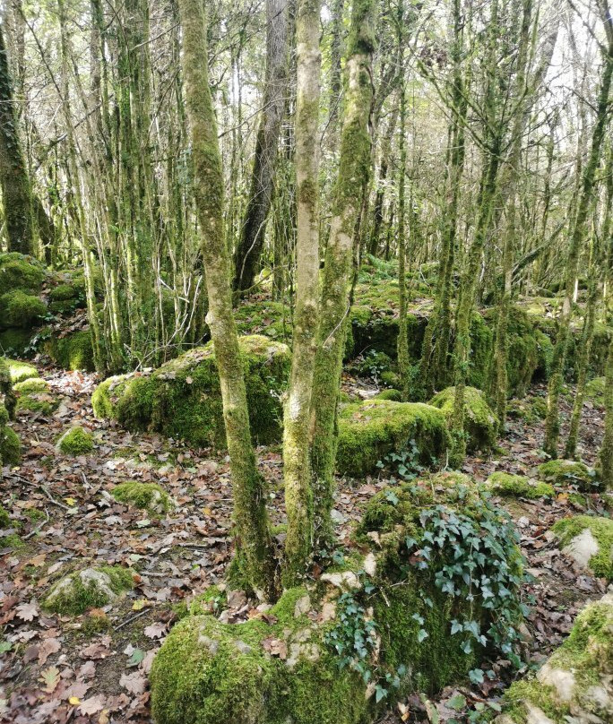 Le Labyrinthe Vert Nebias-Nebias必去景点