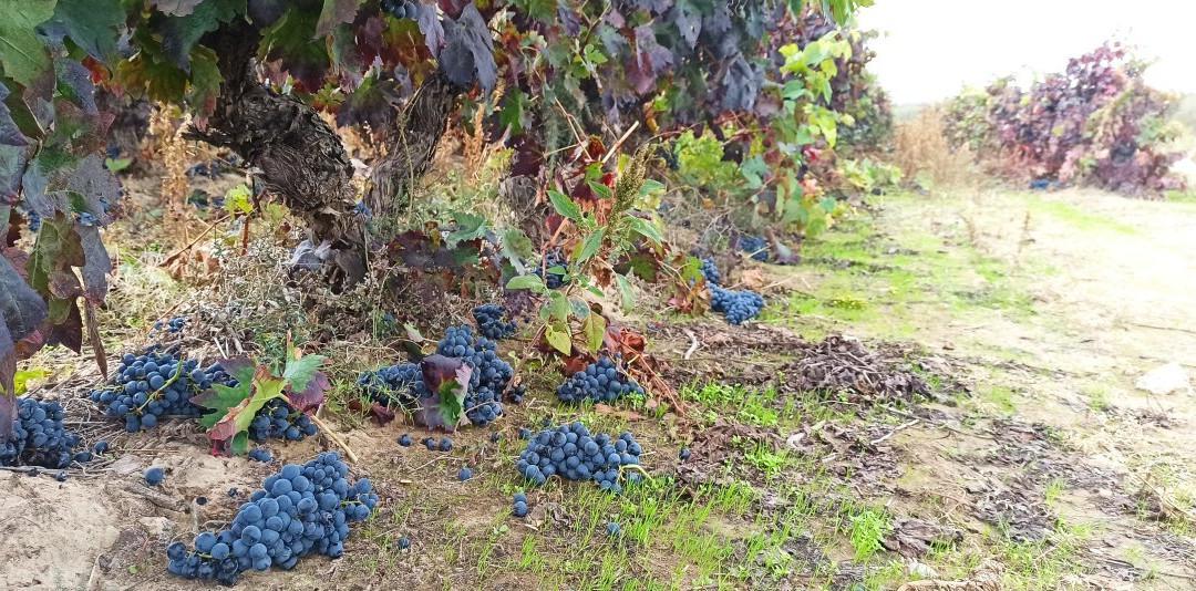 Rioja Rentabike-Fuenmayor必去景点