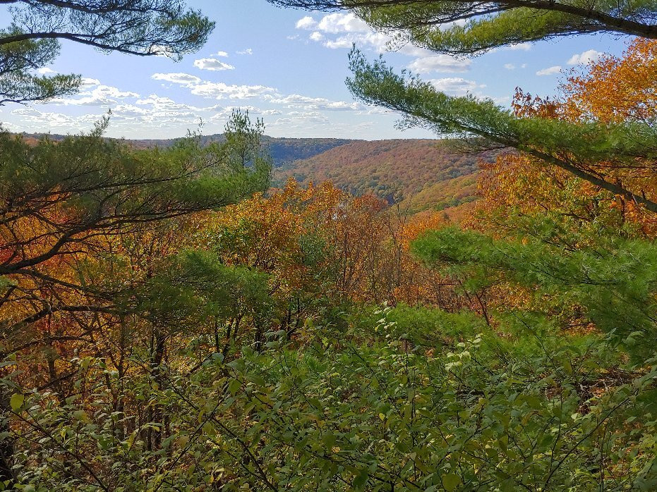 Cook Forest State Park景点图片