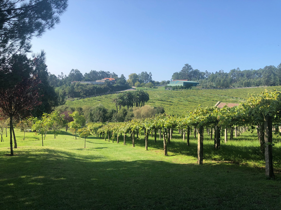 Bodega Pazo Baion景点图片