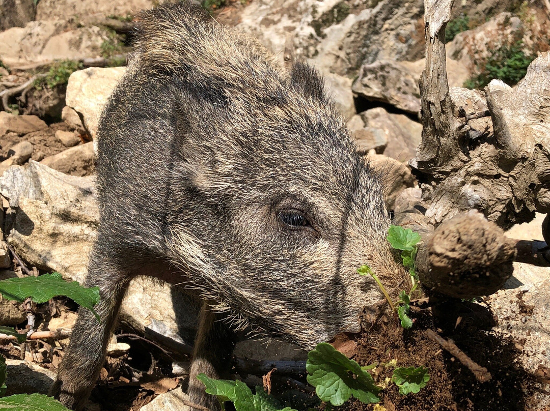 Steinwasen Park-Oberried必去景点