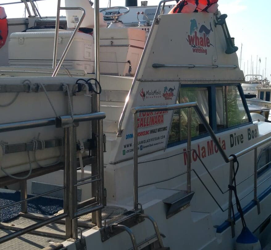 Isola Gallinara Tour e whale watching景点图片