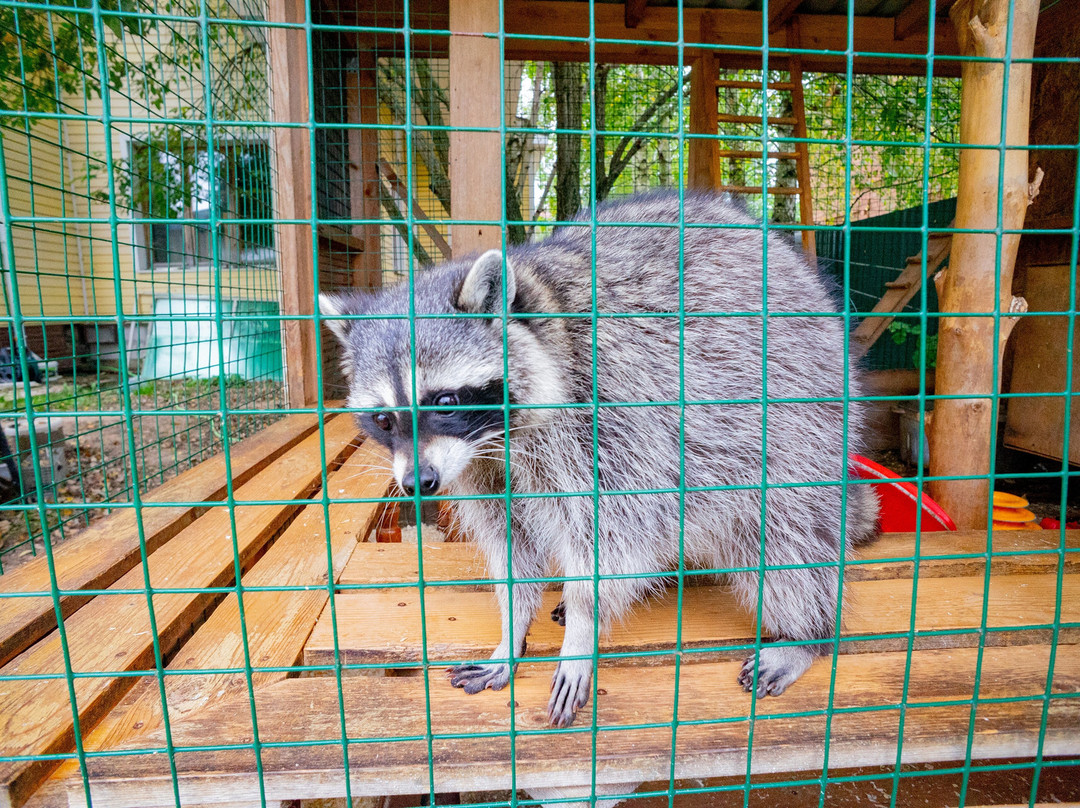 Racoon's House-Khotkovo必去景点