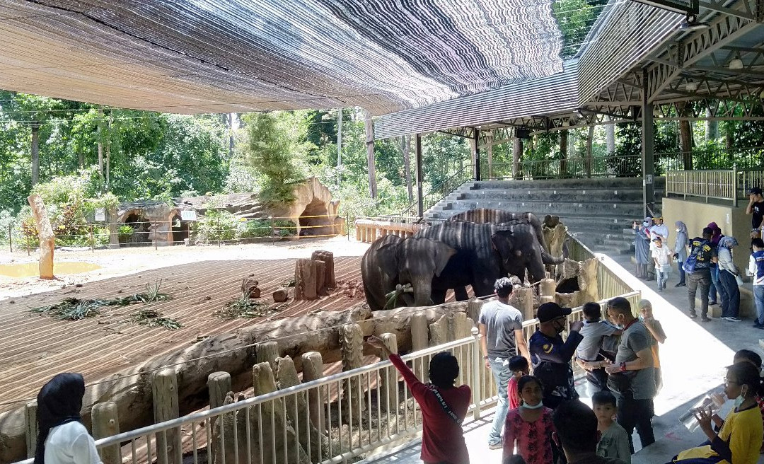 Kenyir Elephant Conservation Village景点图片