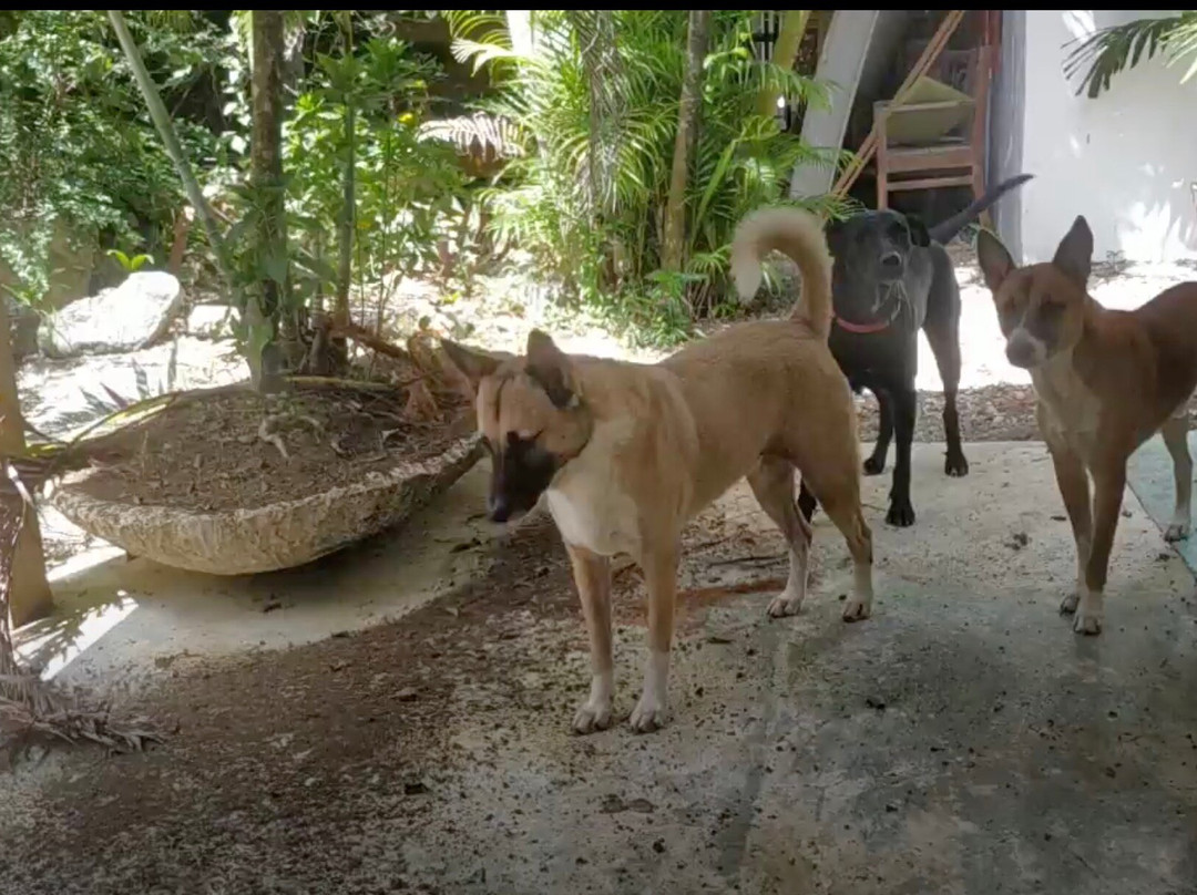 Cabarete Surfcamp主图