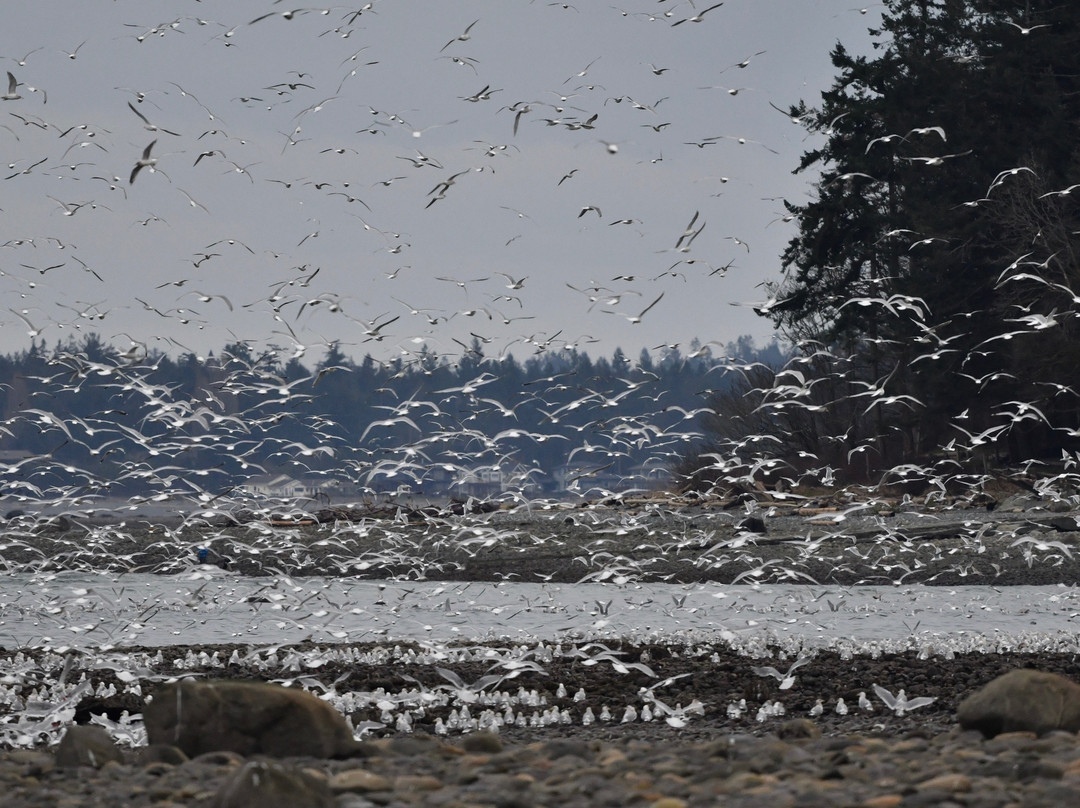 Vancouver Island Visitor Centre (Comox Valley)景点图片