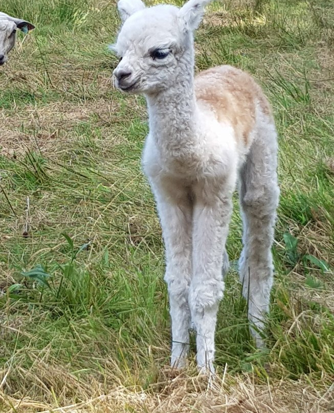 Cria Alpaga景点图片